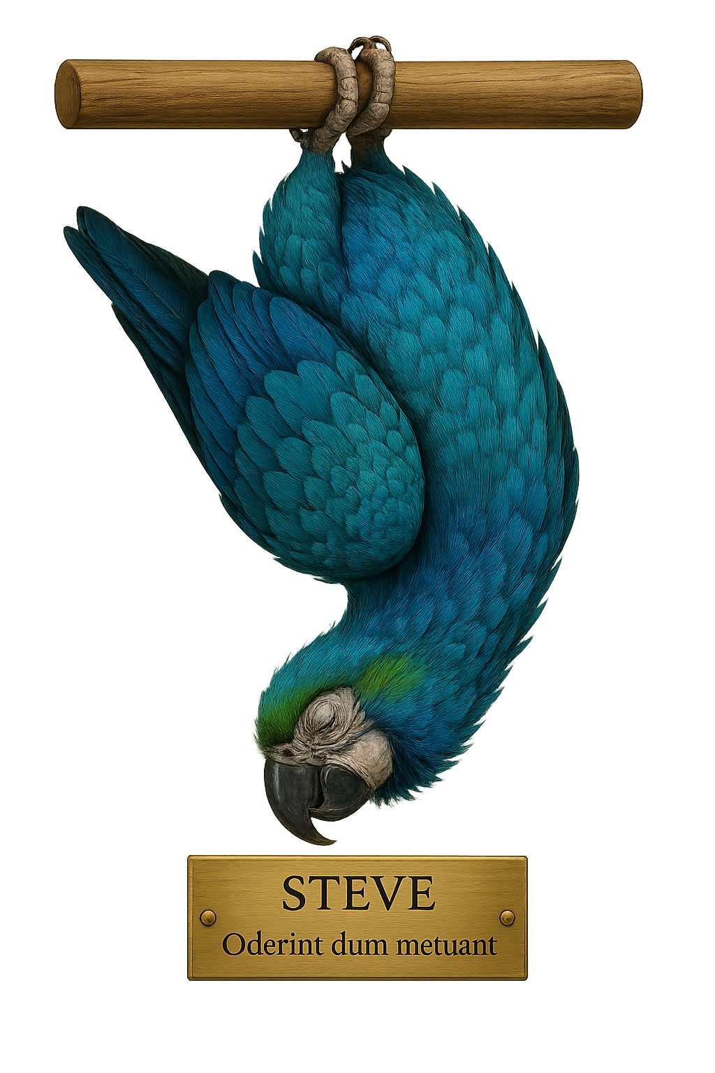 Steve the Parrot